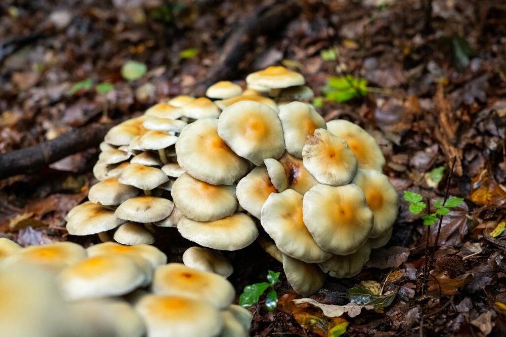 champignons en forêt