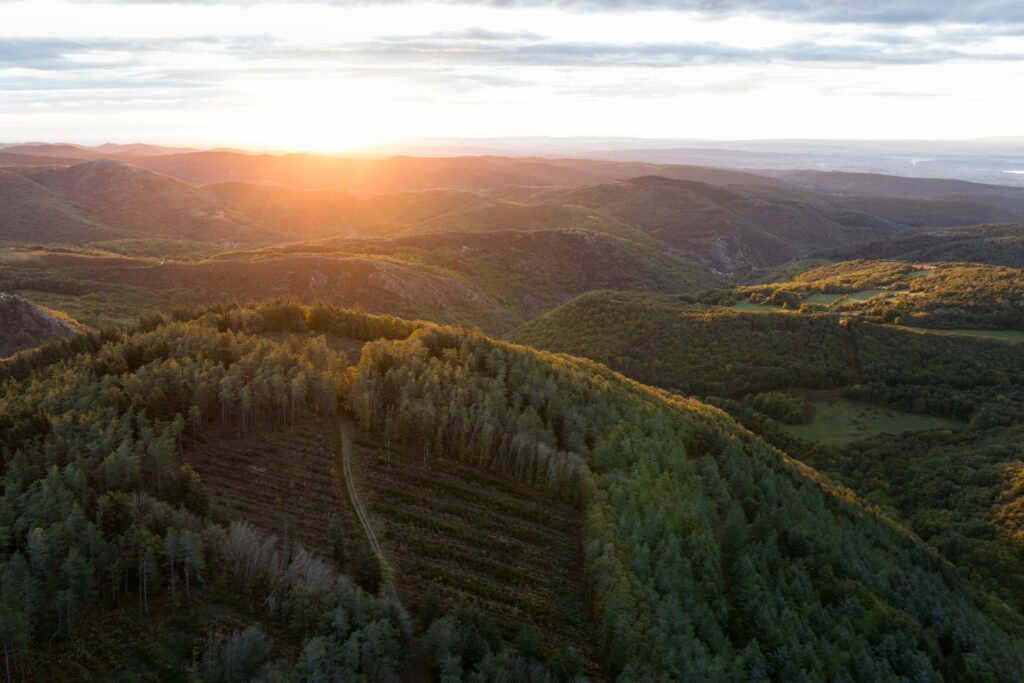 reportage photos forêt