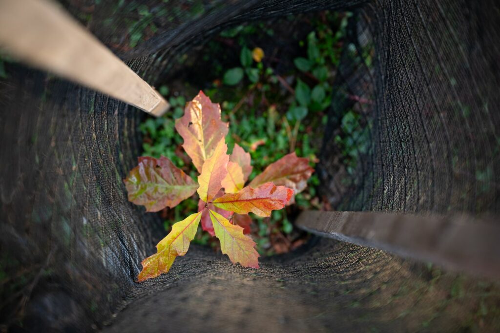 jeune plant forêt