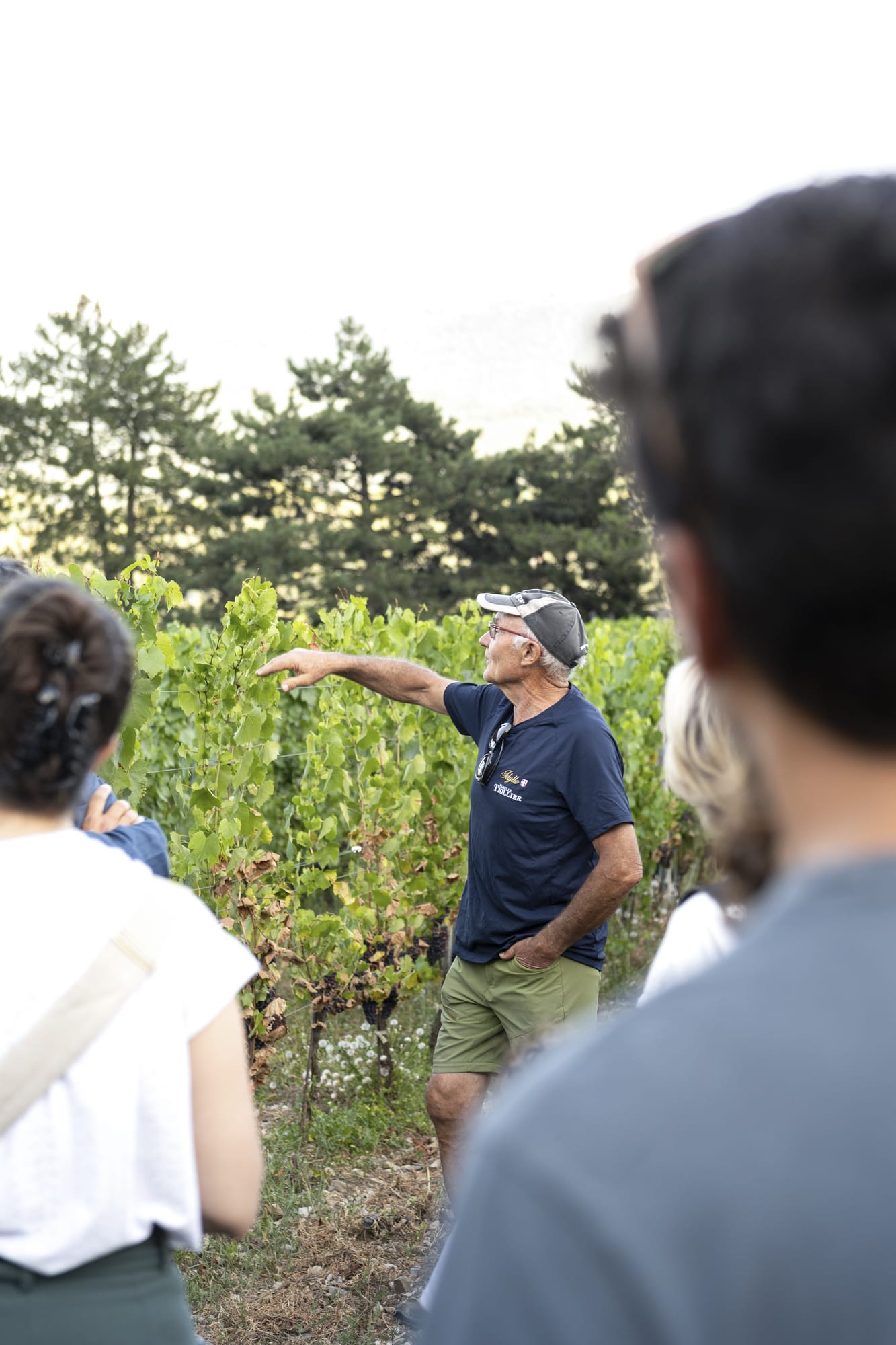 domaine idylle oenotourisme visite vignes