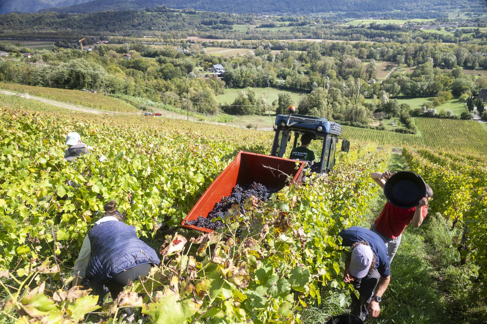 domaine idylle oenotourisme vendanges