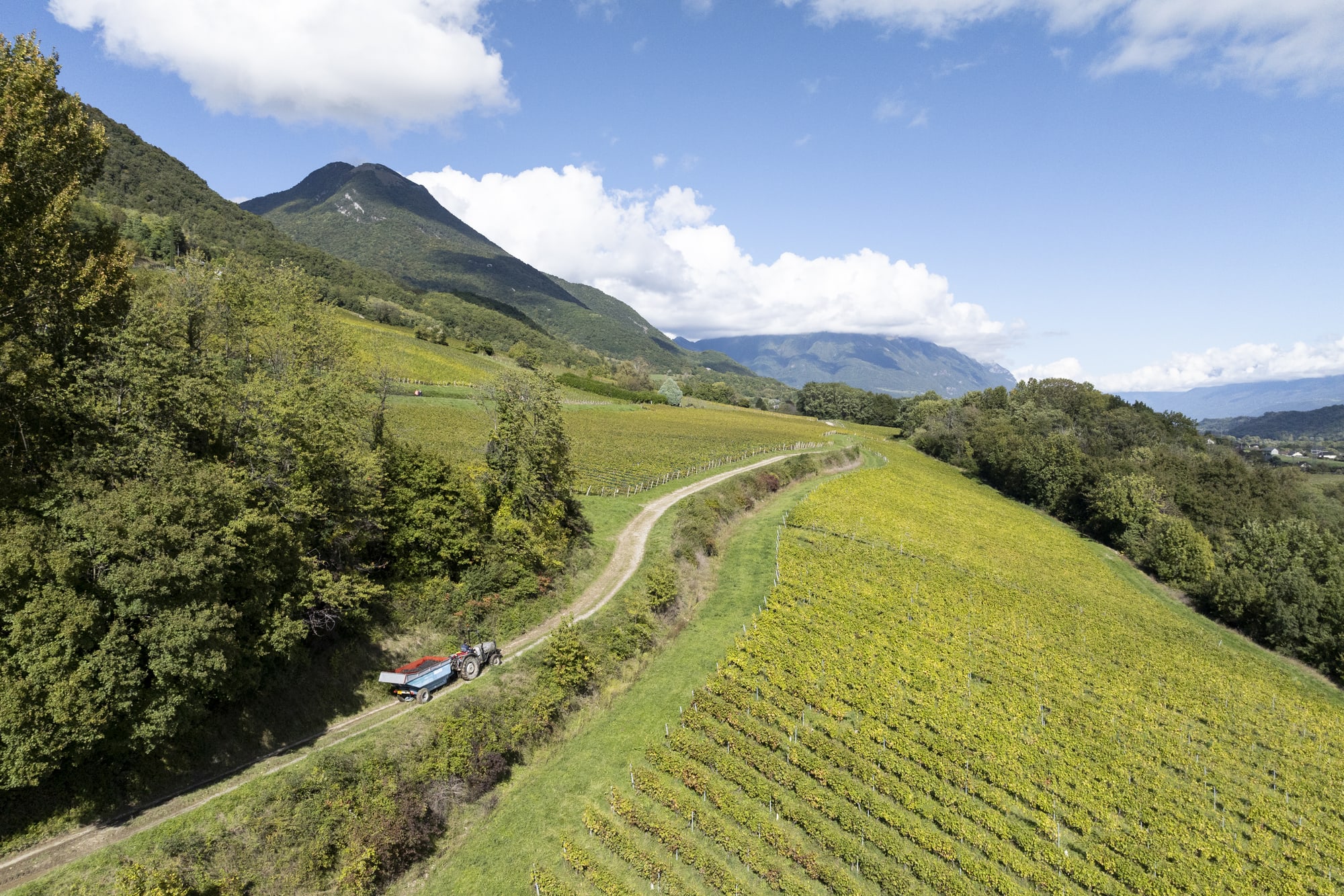 domaine idylle vendanges