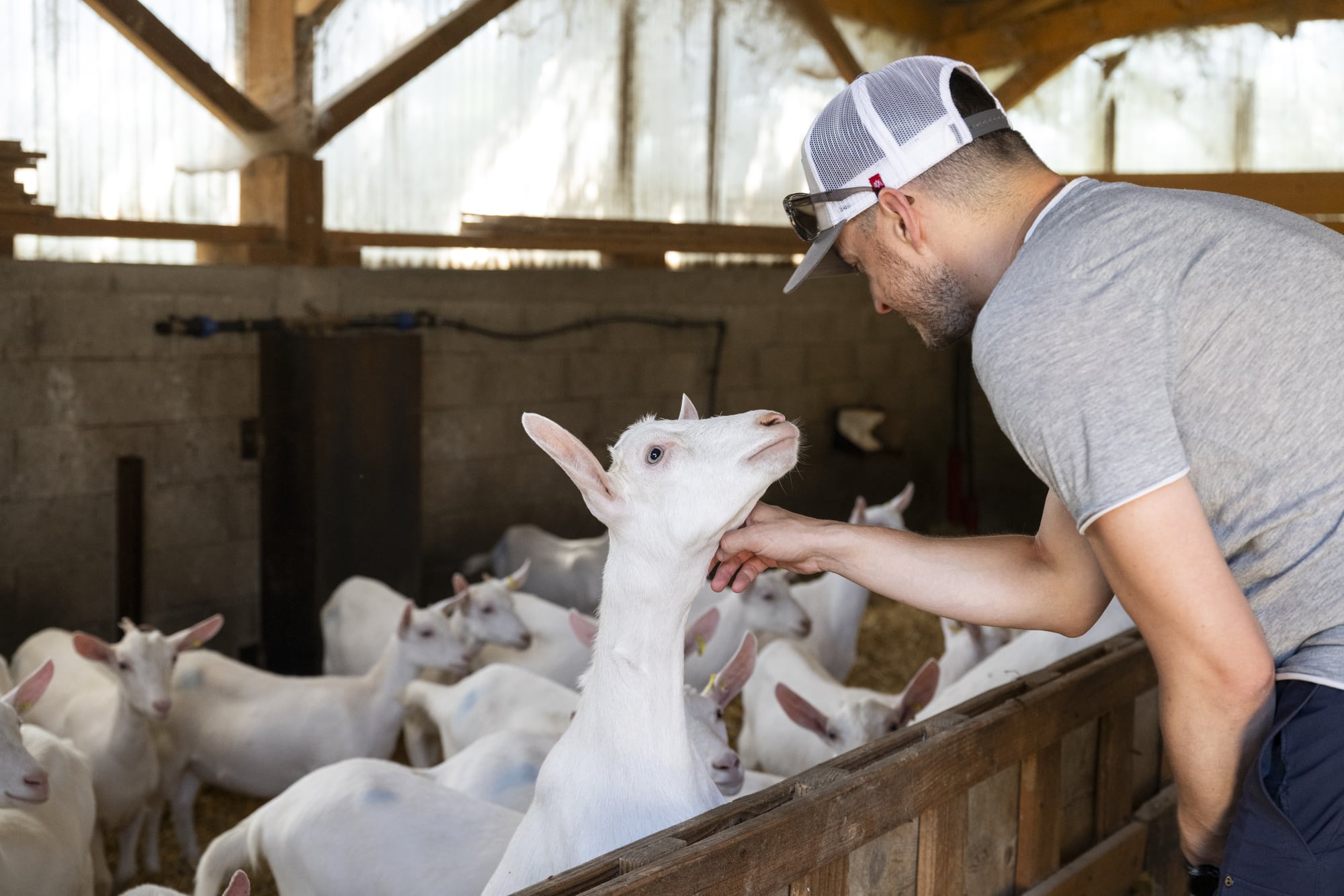 homme caresse une chèvre