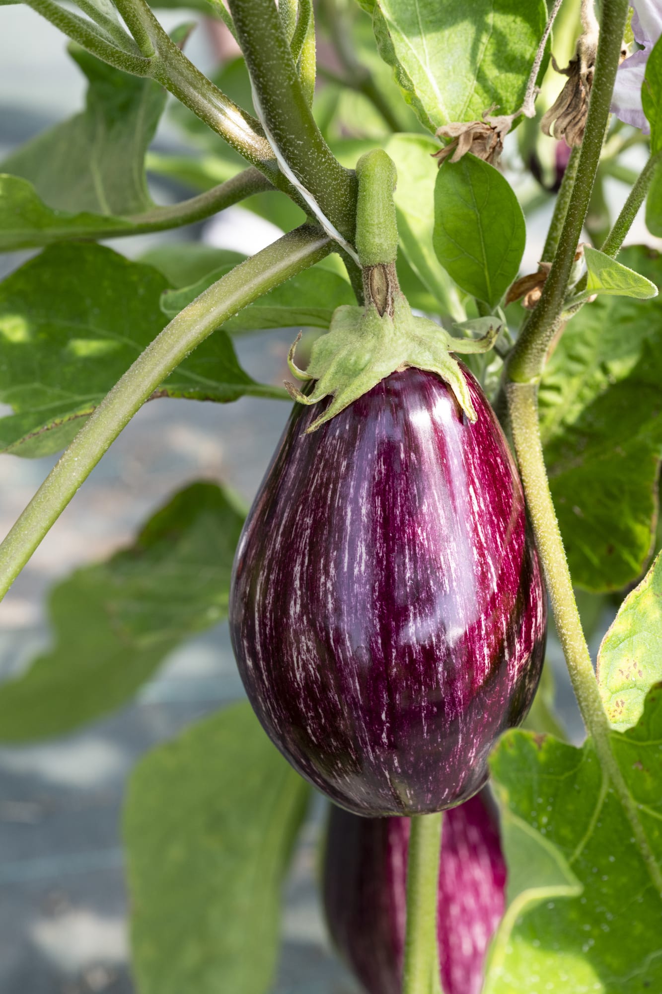 aubergine