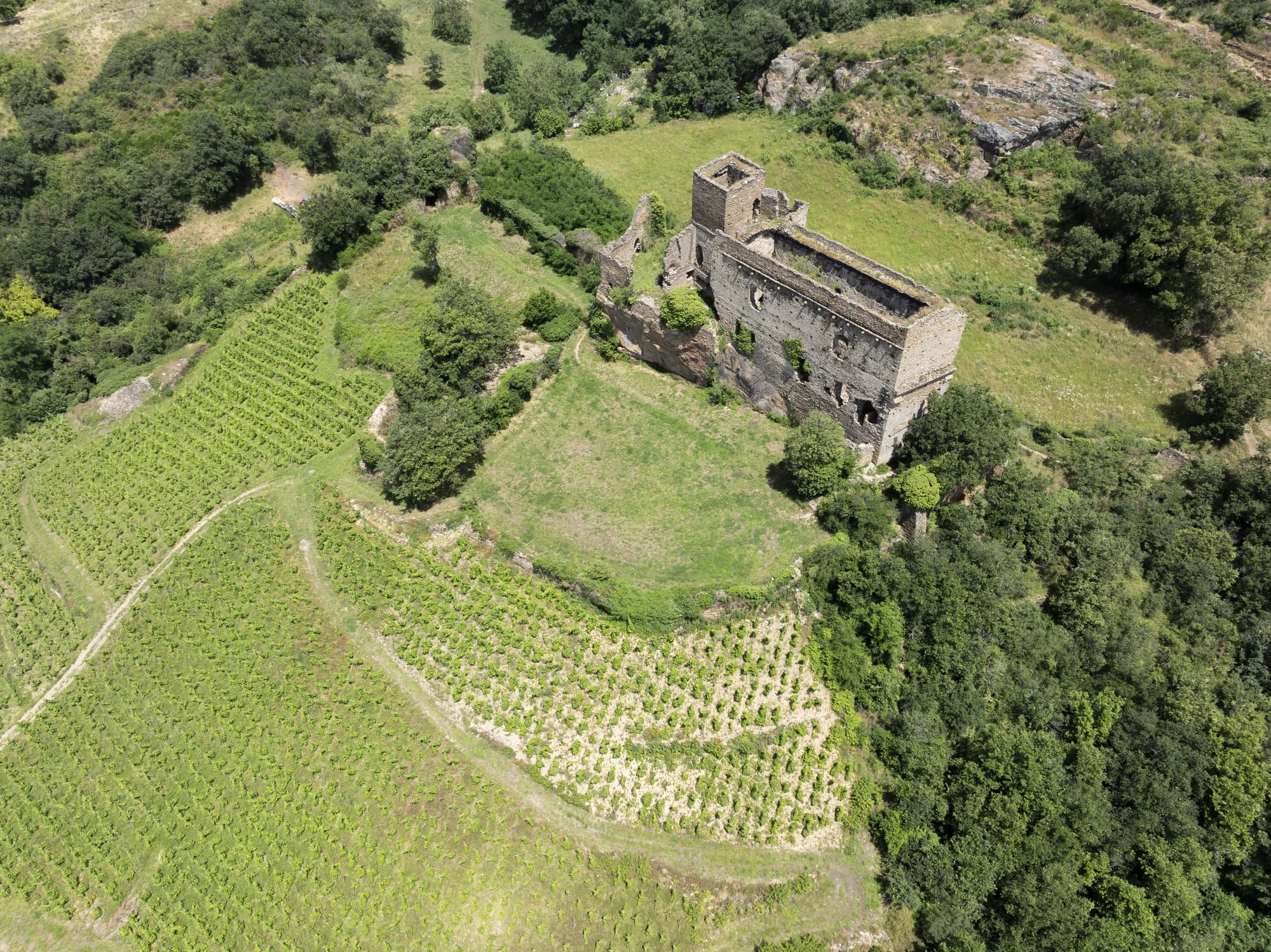 ancien chateau entouré de vignes