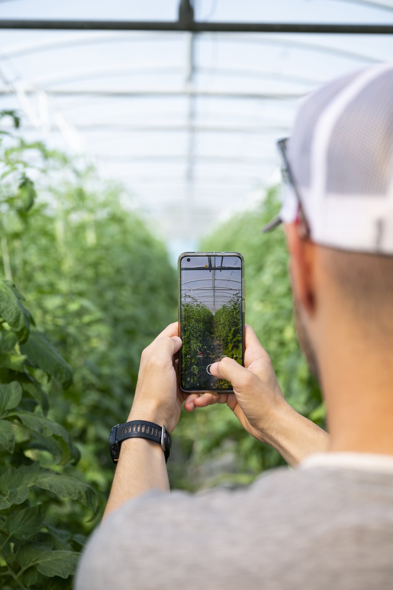 homme prend une photo avec son portable de plants de tomates