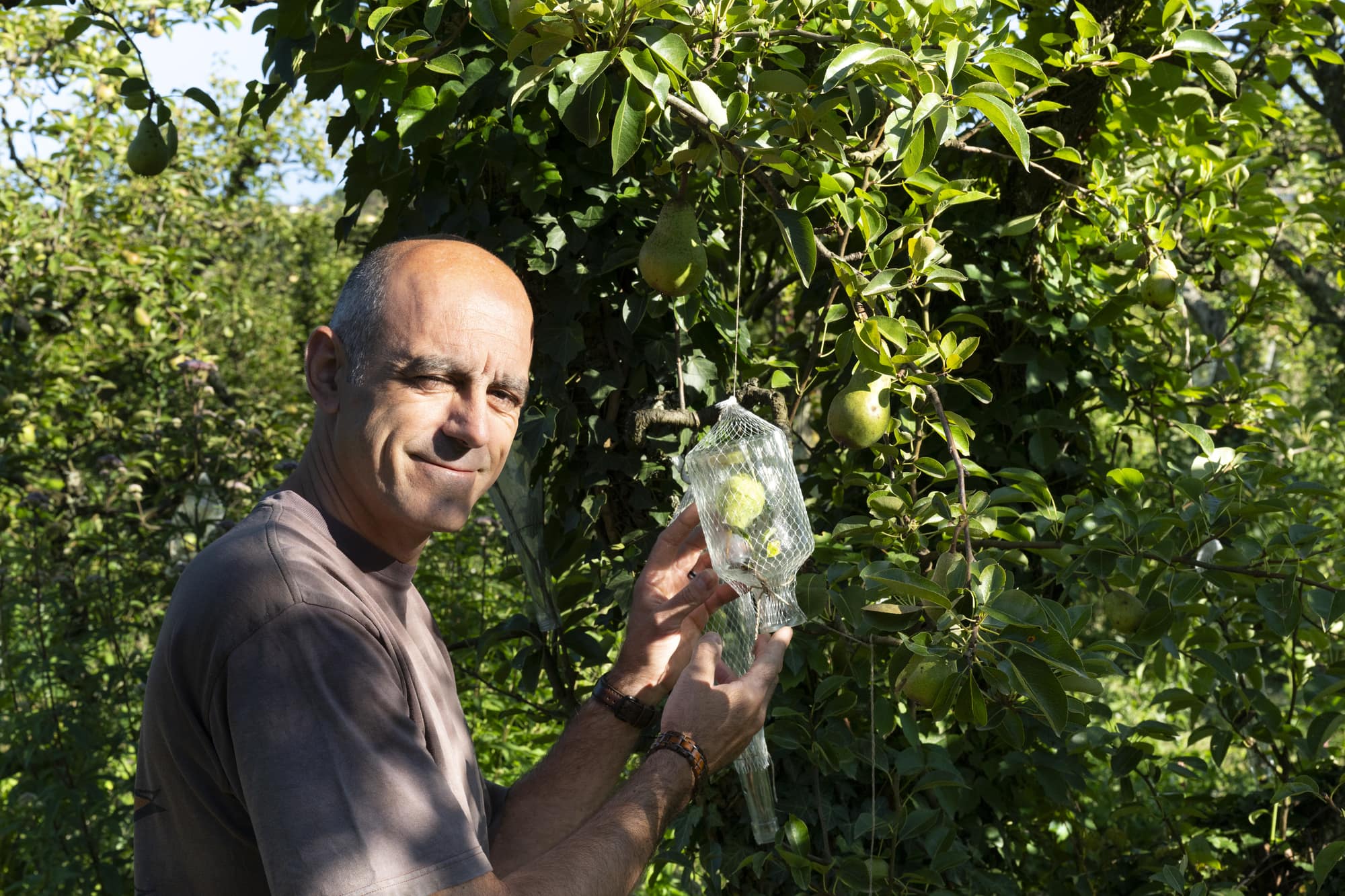 agriculteur devant ses poiriers