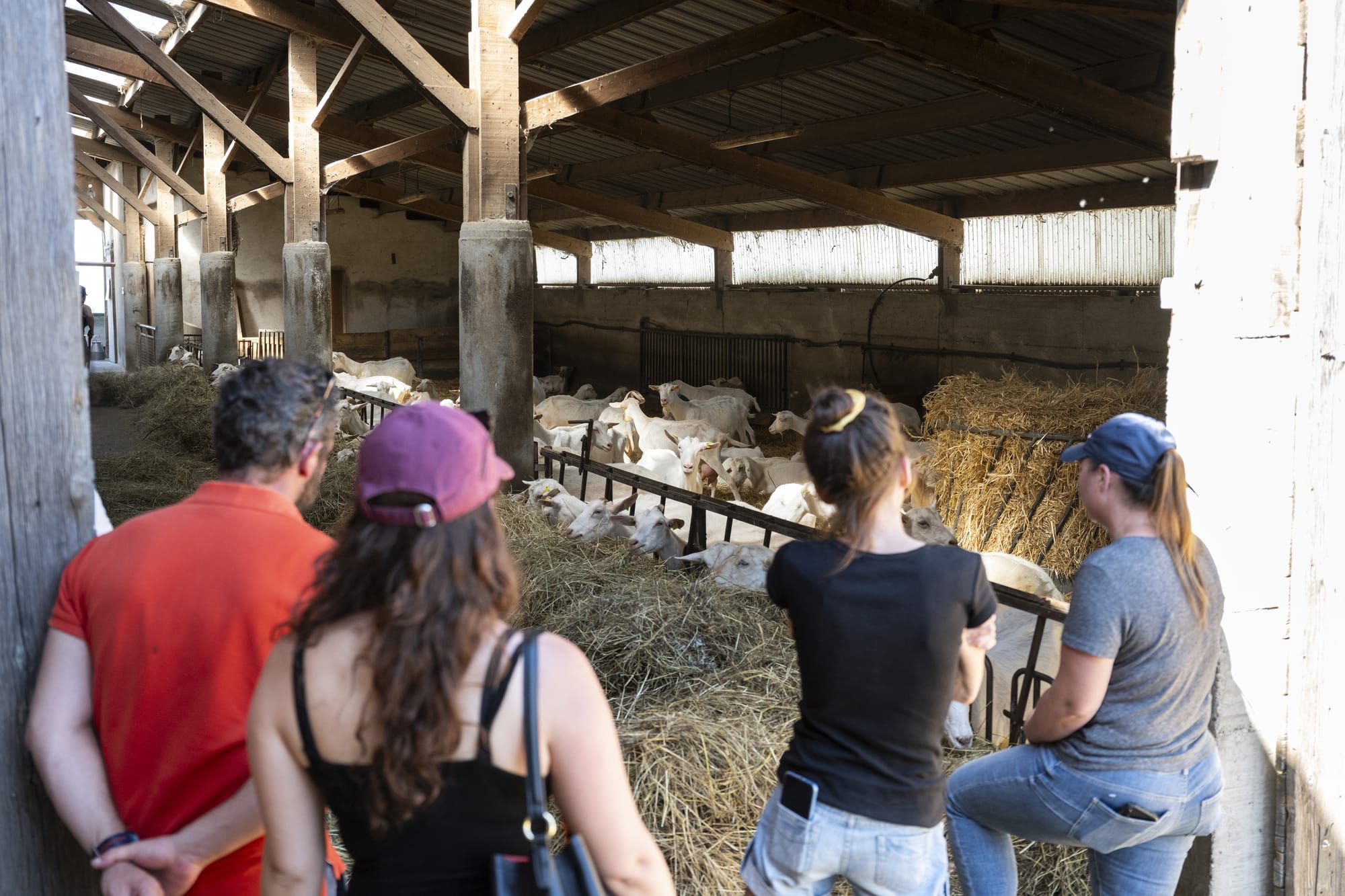 visite ferme avec des chèvres