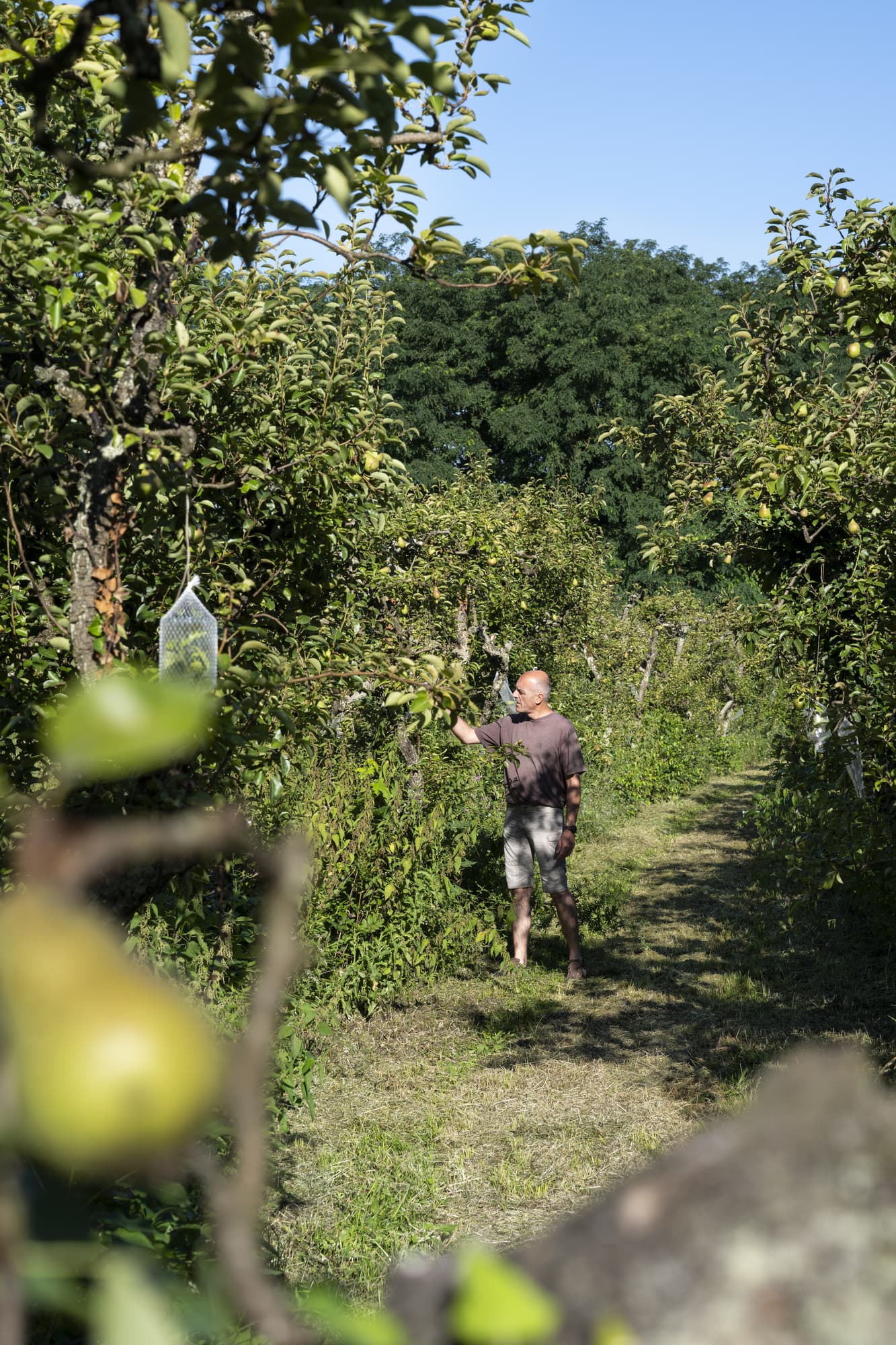 agriculteur dans ses poiriers