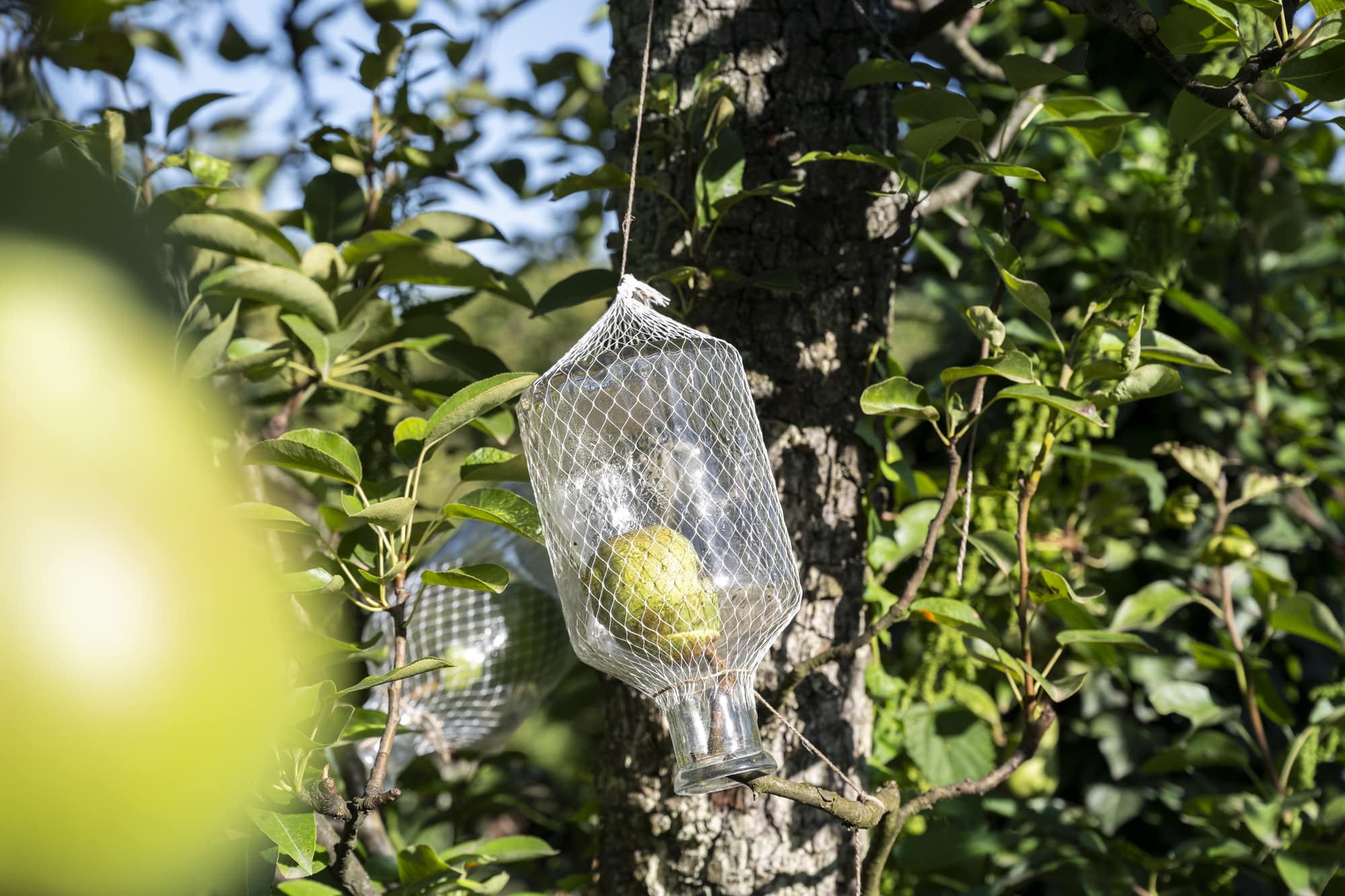 poire dans bouteille sur arbre