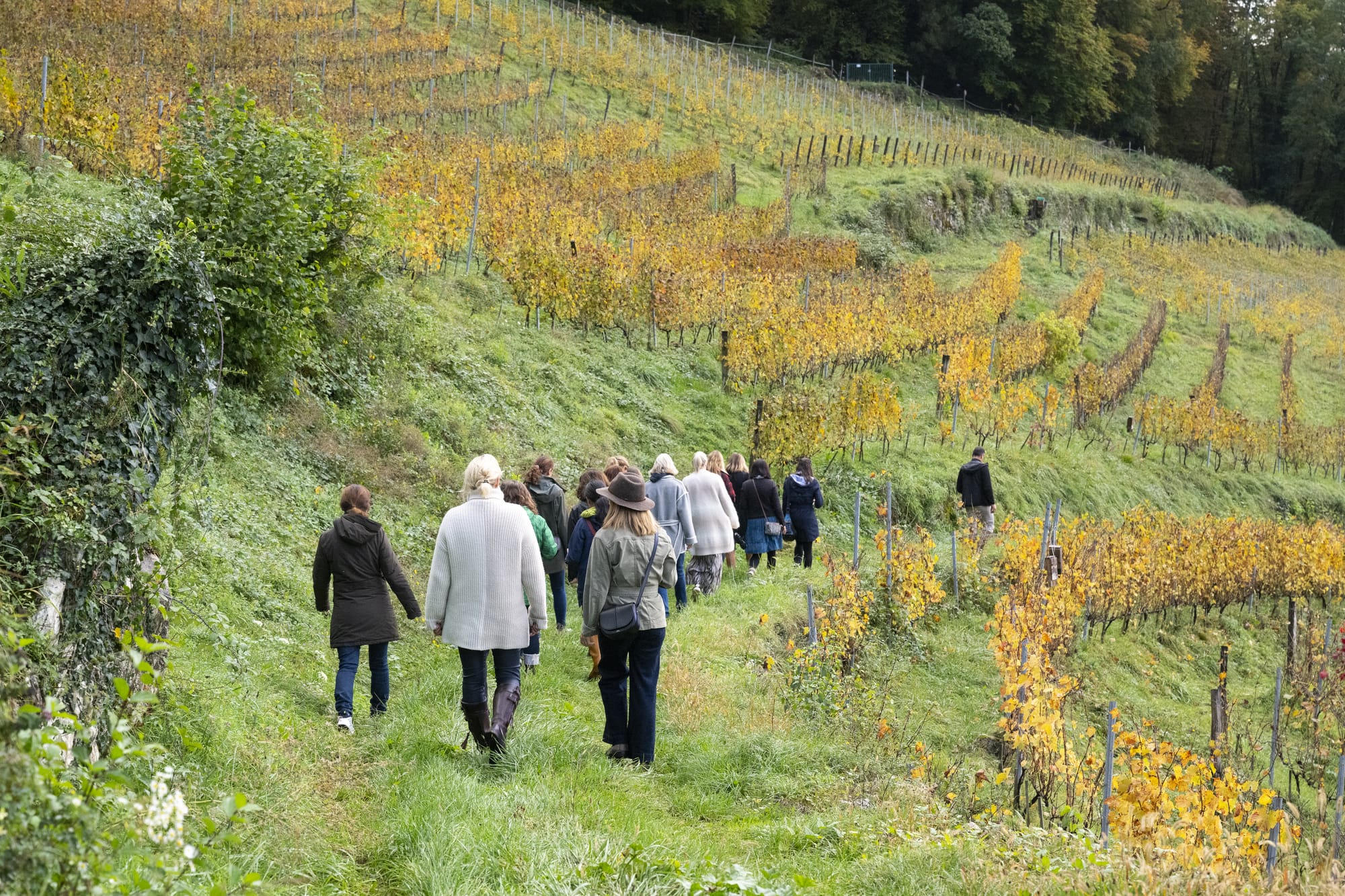 vinovoyages oenotourisme visite vignes menthon