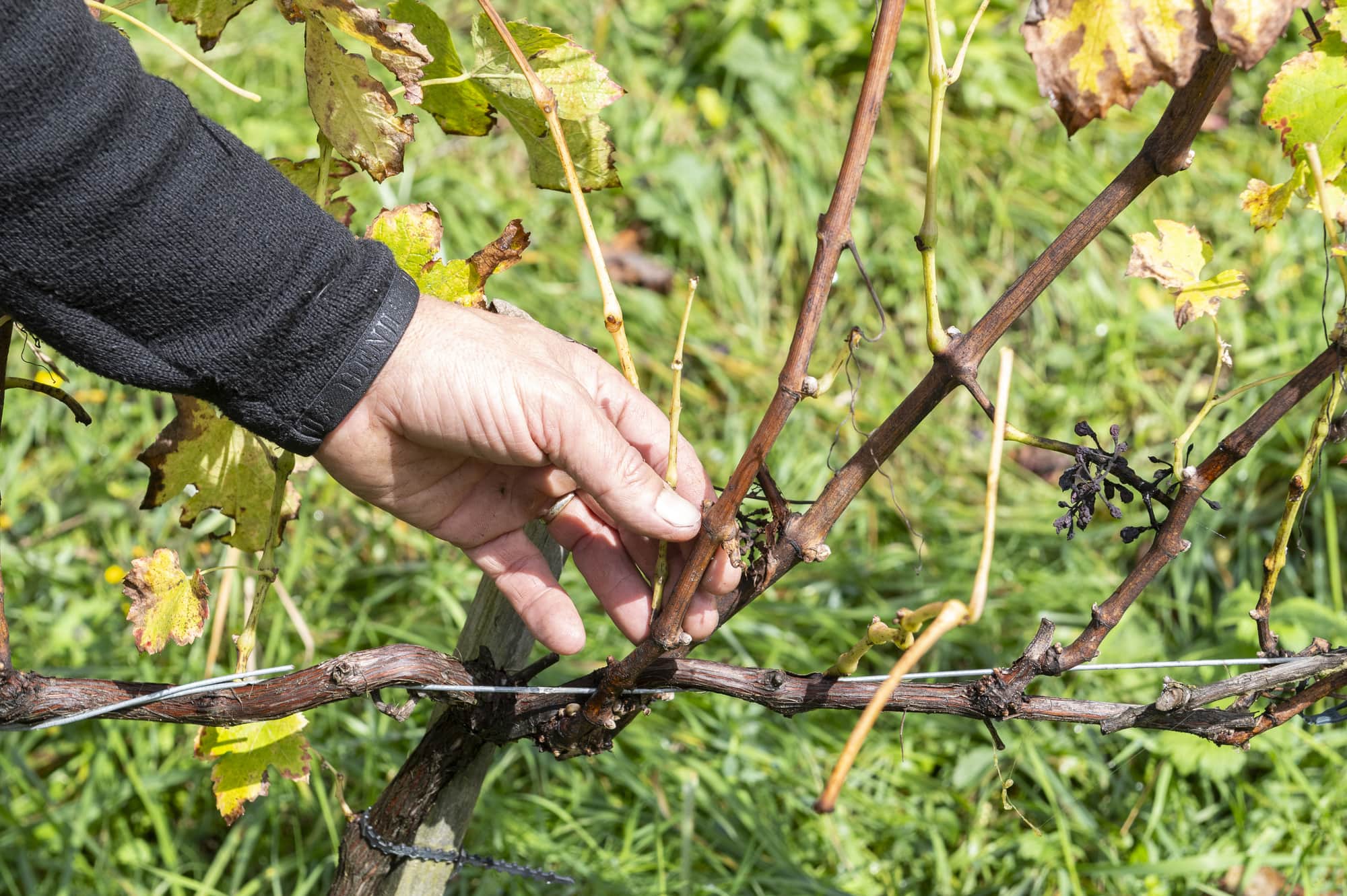 detail main sur vigne