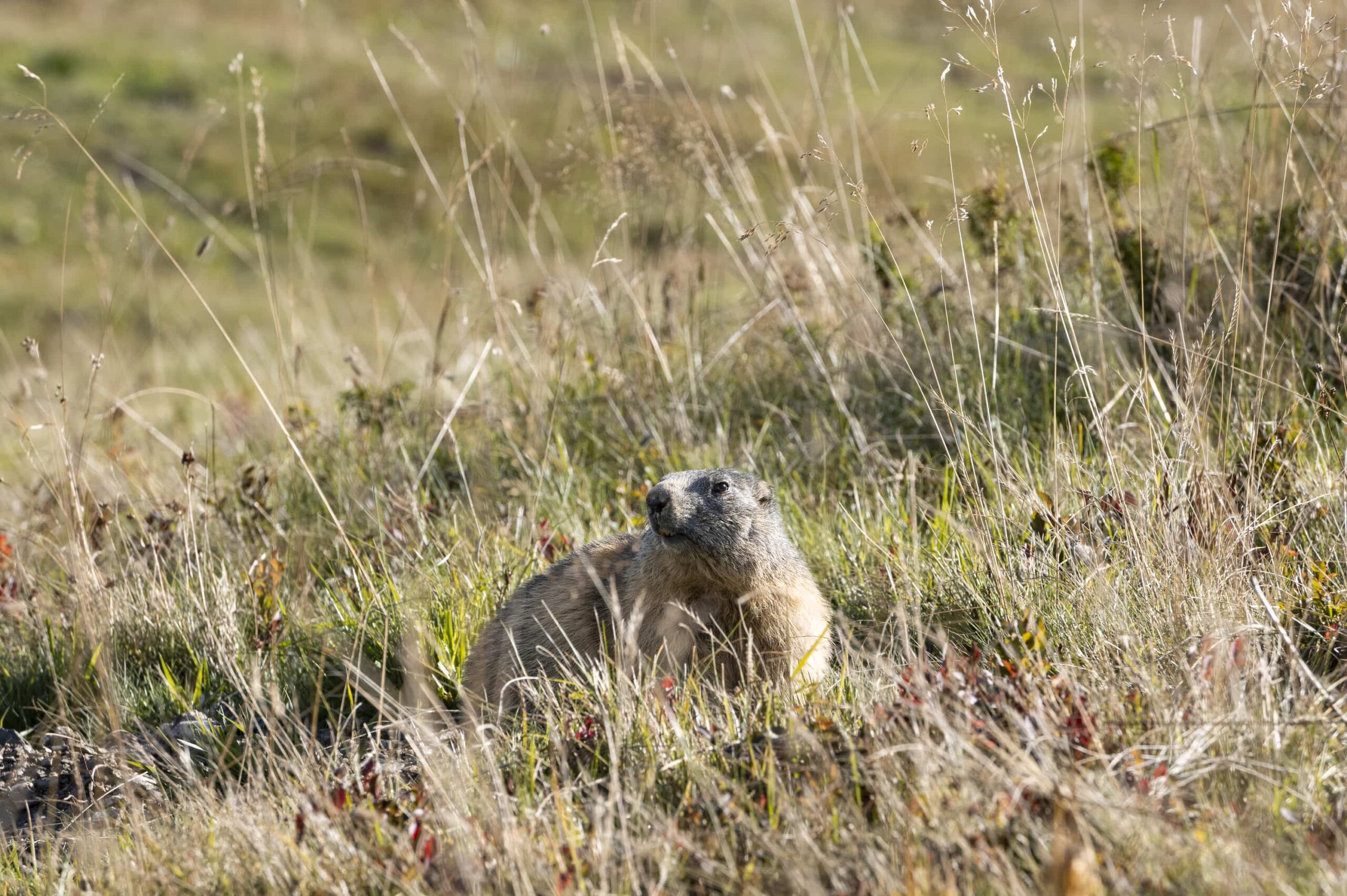 marmotte espace diamant été automne