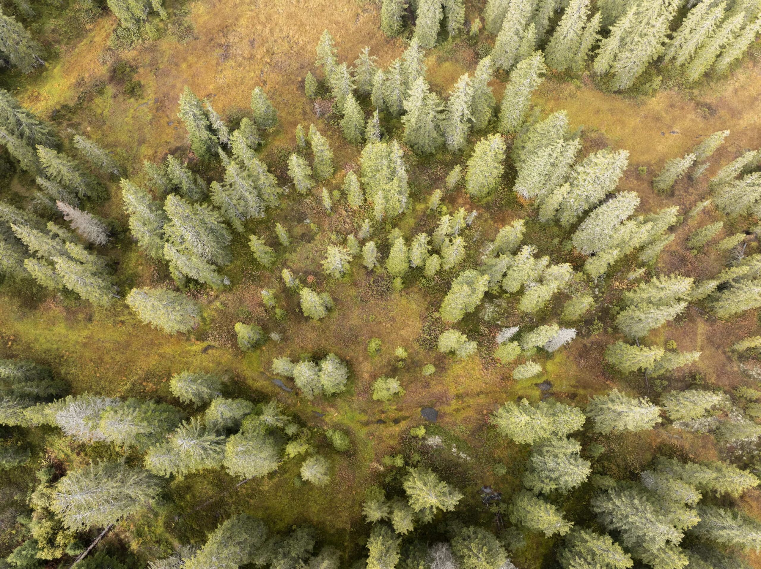 foret vue en drone