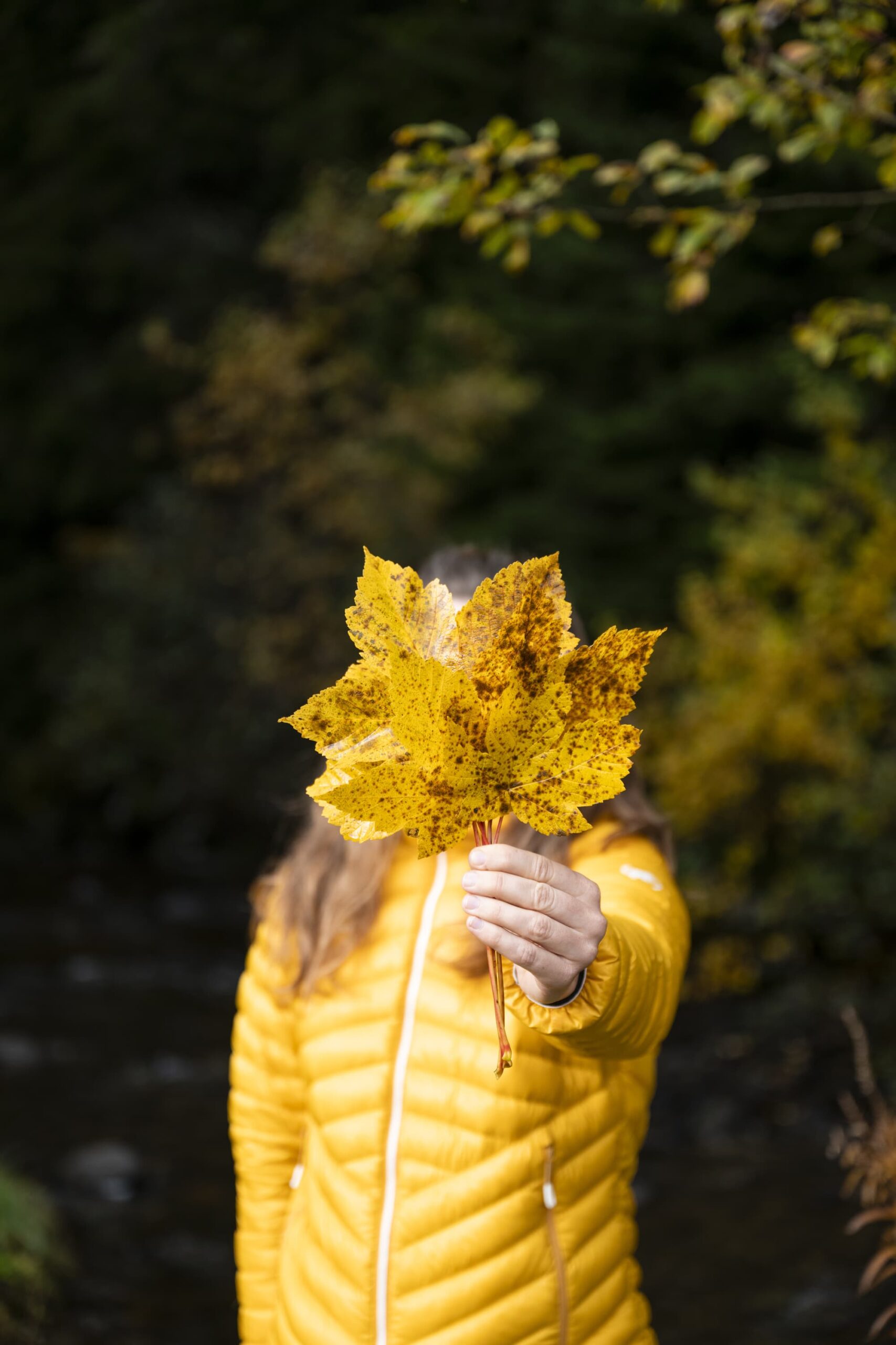 feuille d'automne 