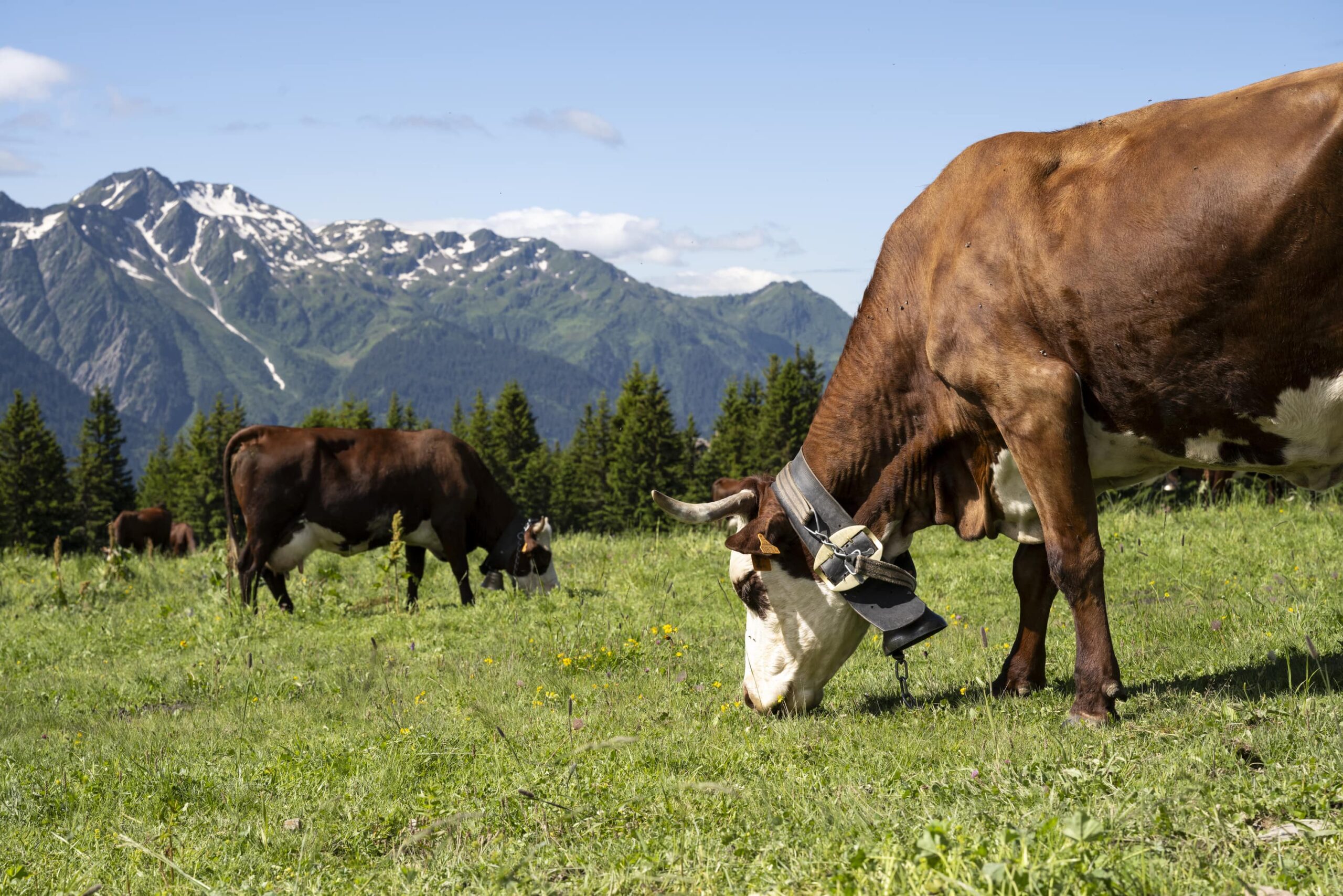 vaches dans les alpages