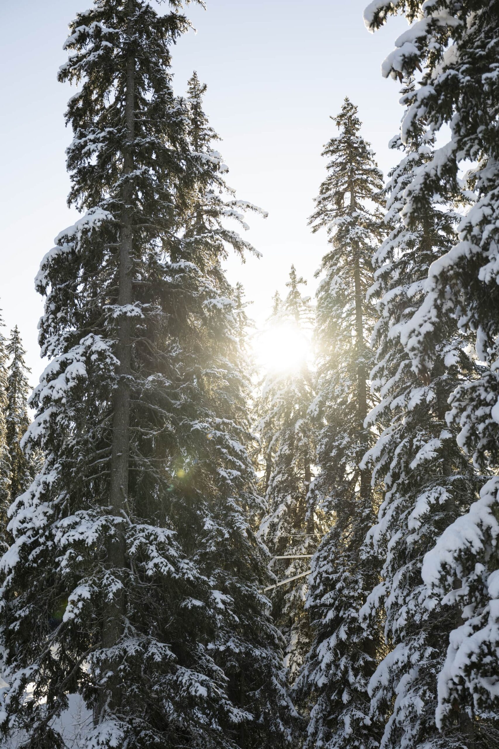 sapins enneigés