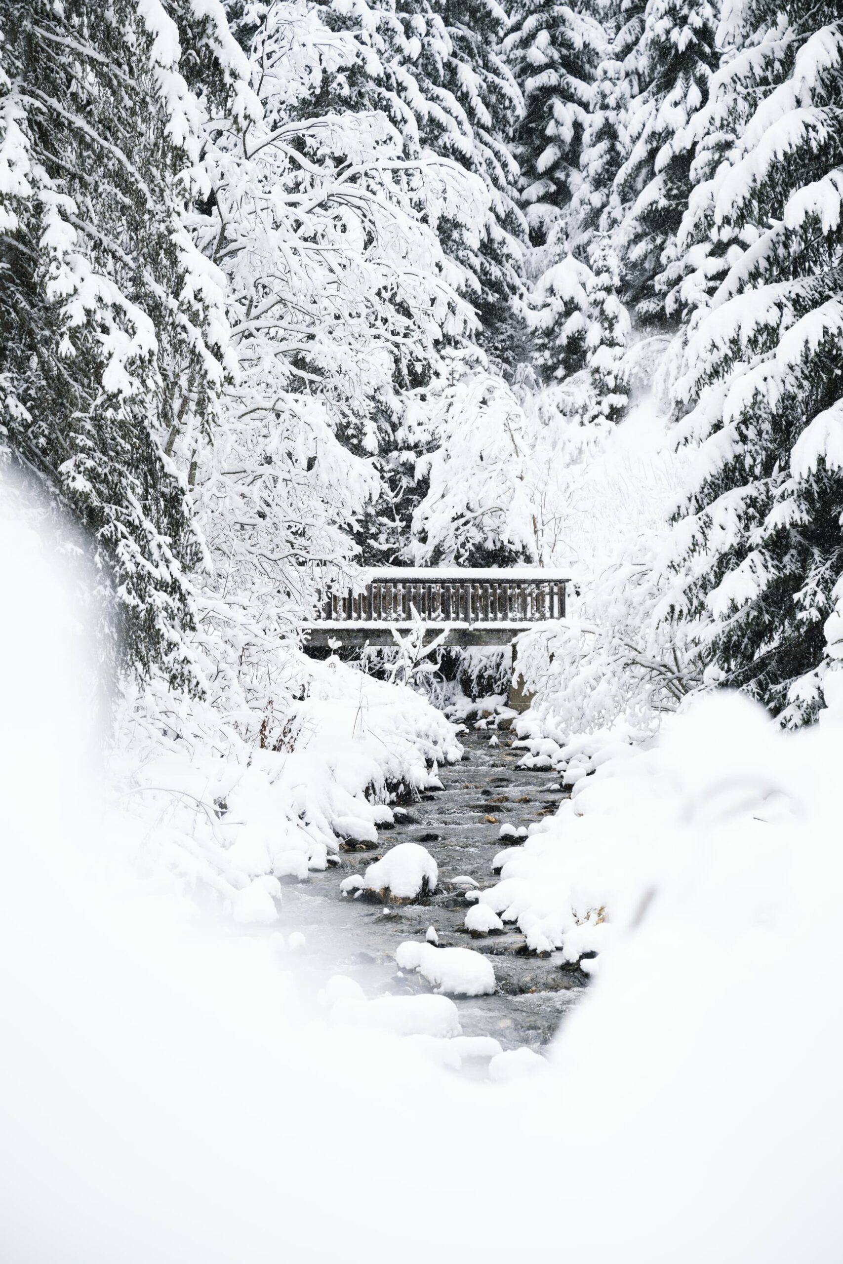 foret de sapins et pont enneigés espace diamant hiver25